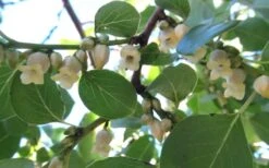 American Persimmon Tree - Diospyros Virginiana - 2 Gallon Pot -Green Haven Sales Persimmon American 5