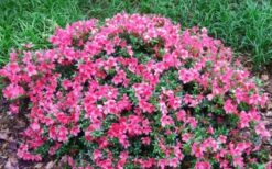 Chinzan Dwarf Azalea - 1 Gallon Pot -Green Haven Sales Picture Azalea Chinzan 2