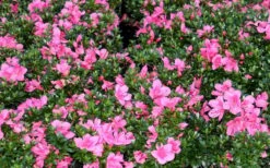 Chinzan Dwarf Azalea - 1 Gallon Pot -Green Haven Sales Picture Azalea Chinzan