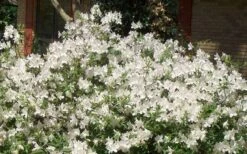 Mrs. G.G. Gerbing White Southern Indica Azalea - 3 Gallon Pot 10 Mrs. G.G. Gerbing White Southern Indica Azalea - 3 Gallon Pot -Green Haven Sales Picture Azlea GG Gerbing 1