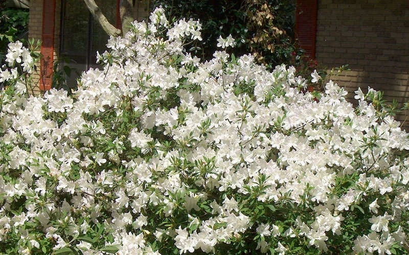 Mrs. G.G. Gerbing White Southern Indica Azalea - 3 Gallon Pot 5 Mrs. G.G. Gerbing White Southern Indica Azalea - 3 Gallon Pot - Image 5