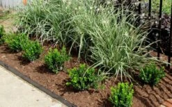 Baby Gem Boxwood - 3 Gallon Pot -Green Haven Sales Picture Boxwood Baby Gem Edger 1