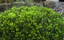 Baby Gem Boxwood - 1 Gallon Pot -Green Haven Sales Picture Boxwood Baby Gem Leaves