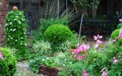 Baby Gem Boxwood - 1 Gallon Pot -Green Haven Sales Picture Boxwood Baby Gem Specimen