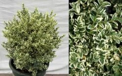 Dwarf Variegated Boxwood - 2 Gallon Pot -Green Haven Sales Picture Boxwood Dwarf Variegated