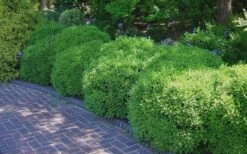 Franklins Gem Dwarf Boxwood - 1 Gallon Pot 11 Franklins Gem Dwarf Boxwood - 1 Gallon Pot -Green Haven Sales Picture Boxwood Franklins Gem 2