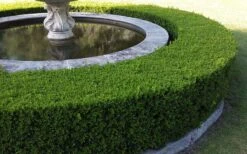 Franklins Gem Dwarf Boxwood - 1 Gallon Pot 10 Franklins Gem Dwarf Boxwood - 1 Gallon Pot -Green Haven Sales Picture Boxwood Franklins Gem Hedge 2