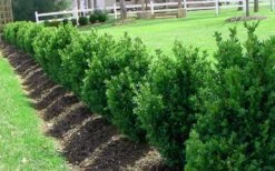 Green Mountain Boxwood - 6 Pack Of 2.5 Quart Pots -Green Haven Sales Picture Boxwood Green Mountain Hedge