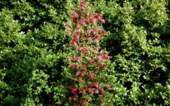 October Magic Rose Camellia - 2 Gallon Pot -Green Haven Sales Picture Camellia October Magic Rose Column