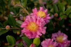 October Magic Carpet Dwarf Camellia - 2.5 Quart Pot -Green Haven Sales Picture Camellia Sasanqua October Magic Carpet