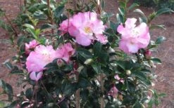 October Magic Orchid Camellia - 2 Gallon Pot -Green Haven Sales Picture CamelliaOrchidOctoberMajic 2