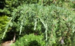 Deodar Cedar - 2 Gallon Pot 13 Deodar Cedar - 2 Gallon Pot -Green Haven Sales Picture Cedar Deodara 2