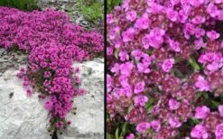 Red Creeping Thyme (Thymus Praecox 'Coccineus') - 5 Pack Of Quart Pots -Green Haven Sales Picture Creeping Thyme Red 4