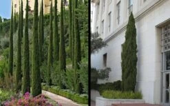 Italian Cypress - 7 Gallon Pot (3-4') 12 Italian Cypress - 7 Gallon Pot (3-4') -Green Haven Sales Picture Cypress Italian 2