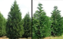 Leyland Cypress - 3 Gallon Pot -Green Haven Sales Picture Cypress Leyland 1