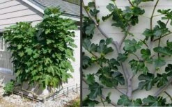 Brown Turkey Fig Tree - 3 Gallon Pot -Green Haven Sales Picture Fig Brown Turkey Espalier