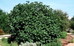 Brown Turkey Fig Tree - 3 Gallon Pot -Green Haven Sales Picture Fig Brown Turkey Shrub Large