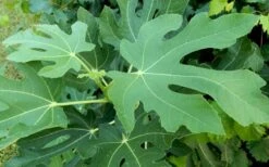 Brown Turkey Fig Tree - 3 Gallon Pot -Green Haven Sales Picture Fig Brown Turkey Tree Leaves