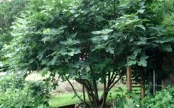 Brown Turkey Fig Tree - 3 Gallon Pot -Green Haven Sales Picture Fig Brown Turkey Tree Multi