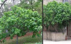 Brown Turkey Fig Tree - 3 Gallon Pot -Green Haven Sales Picture Fig Brown Turkey Trees
