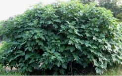 Celeste Fig Tree - 1 Gallon Pot 9 Celeste Fig Tree - 1 Gallon Pot -Green Haven Sales Picture Fig Tree Celeste