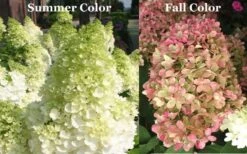 Limelight PeeGee Hydrangea - 6 Pack Of 1 Gallon Pots -Green Haven Sales Picture Hydrangea Limelight 3