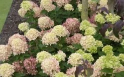 Little Lime Hydrangea - 3 Gallon Pot -Green Haven Sales Picture Hydrangea Little Lime 2