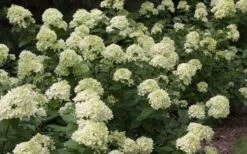 Little Lime Hydrangea - 3 Gallon Pot -Green Haven Sales Picture Hydrangea Little Lime 3