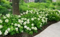 Pee Wee Dwarf Oakleaf Hydrangea - 3 Gallon Pot -Green Haven Sales Picture Hydrangea Oakleaf Pee Wee Border