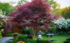 Bloodgood Red Leaf Japanese Maple - 1 Gallon Pot -Green Haven Sales Picture Japanese Maple Bloodgood tree 1