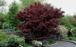 Bloodgood Red Leaf Japanese Maple - 1 Gallon Pot -Green Haven Sales Picture Japanese Maple Bloodgood tree 2