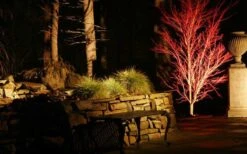 Sango Kaku Coral Bark Japanese Maple - 3 Gallon Pot -Green Haven Sales Picture Japanese Maple Coral Bark Lighted At Night