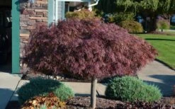 Crimson Queen Dwarf Japanese Maple - 5 Gallon Pot -Green Haven Sales Picture Japanese Maple Crimson Queen 1 1