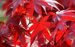 Fireglow Red Leaf Japanese Maple - 3 Gallon Pot -Green Haven Sales Picture Japanese Maple Fireglow 2