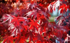 Fireglow Red Leaf Japanese Maple - 3 Gallon Pot -Green Haven Sales Picture Japanese Maple Fireglow 3