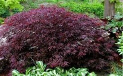 Red Dragon Dwarf Japanese Maple - 1 Gallon Pot 15 Red Dragon Dwarf Japanese Maple - 1 Gallon Pot -Green Haven Sales Picture Japanese Maple Red Dragon