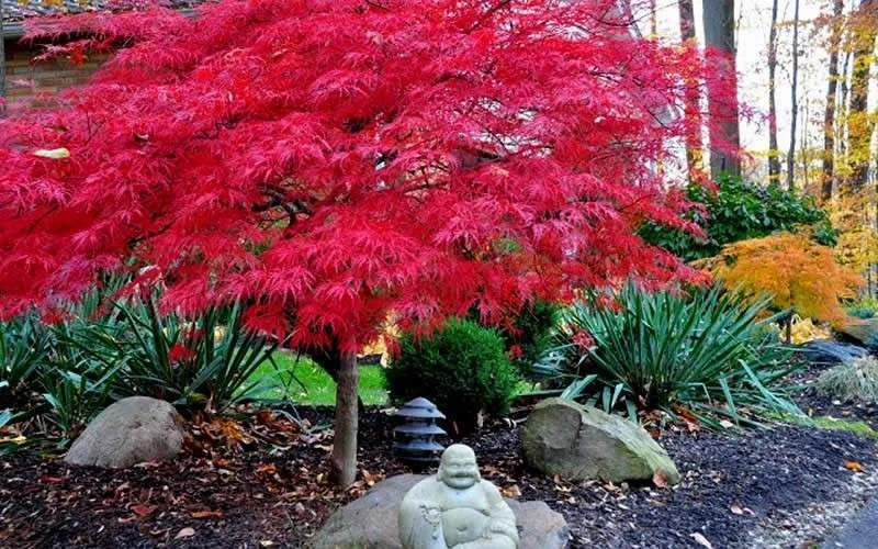 Red Dragon Dwarf Japanese Maple - 1 Gallon Pot 5 Red Dragon Dwarf Japanese Maple - 1 Gallon Pot - Image 5