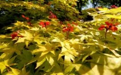 Summer Gold Japanese Maple - 3 Gallon Pot -Green Haven Sales Picture Japanese Maple Summer Gold 8