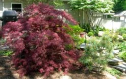 Tamukeyama Dwarf Red Japanese Maple - 3 Gallon Pot 11 Tamukeyama Dwarf Red Japanese Maple - 3 Gallon Pot -Green Haven Sales Picture Japanese Maple Tamukeyama 3 2