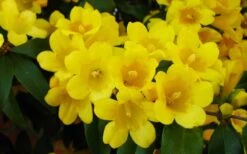 Butterscotch Yellow Jasmine (Jessamine) - Gelsemium Sempervirens - 1 Gallon Pot -Green Haven Sales Picture Jasmine Butterscotch 2
