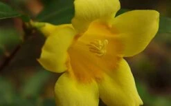 Butterscotch Yellow Jasmine (Jessamine) - Gelsemium Sempervirens - 1 Gallon Pot -Green Haven Sales Picture Jasmine Butterscotch 4