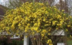 Butterscotch Yellow Jasmine (Jessamine) Gelsemium Sempervirens - 3 Gallon Pot -Green Haven Sales Picture Jasmine Butterscotch Jessamine 3 1