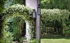 Madison Confederate Jasmine - 3 Gallon Pot -Green Haven Sales Picture Jasmine Madison 3