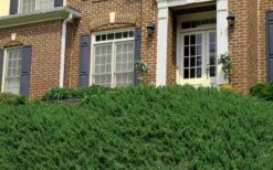 Blue Pacific Juniper - 6-Pack Of 1 Gallon Pots -Green Haven Sales Picture Juniper Blue Pacific Hill