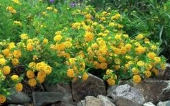 New Gold Hardy Lantana - 6 Pack Of 1 Gallon Pots -Green Haven Sales Picture Lantana Trailing New Gold 2