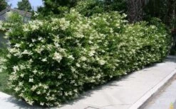 Wavy Leaf Ligustrum Recurvifolium - 1 Gallon Pot -Green Haven Sales Picture Ligustrum Wavy Leaf Hedge