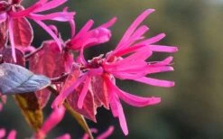 Purple Pixie Loropetalum - 3 Gallon Pot -Green Haven Sales Picture Loropetalum Purple Pixie Flower