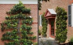Little Gem Dwarf Southern Magnolia - 3 Gallon Pot (1.5-2.5') -Green Haven Sales Picture Magnolia Little Gem Espalier 2