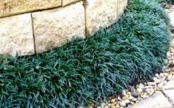 Dwarf Mondo Grass - 32 Pack Of 2.5" Pots -Green Haven Sales Picture Mondo Grass Dwarf 4