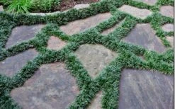 Dwarf Mondo Grass - 32 Pack Of 2.5" Pots -Green Haven Sales Picture Mondo Grass Dwarf 6